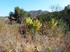 cordylanthus rigidus